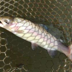 水温急落、釣果も急落　～大安トラウトレイク～